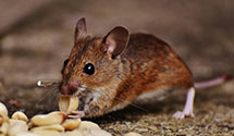 24 Hour & Emergency Exterminators in Columbia, TN